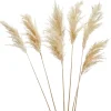 Dried Stems & Flowers*Gift Craft White Pampas Steams - 28"