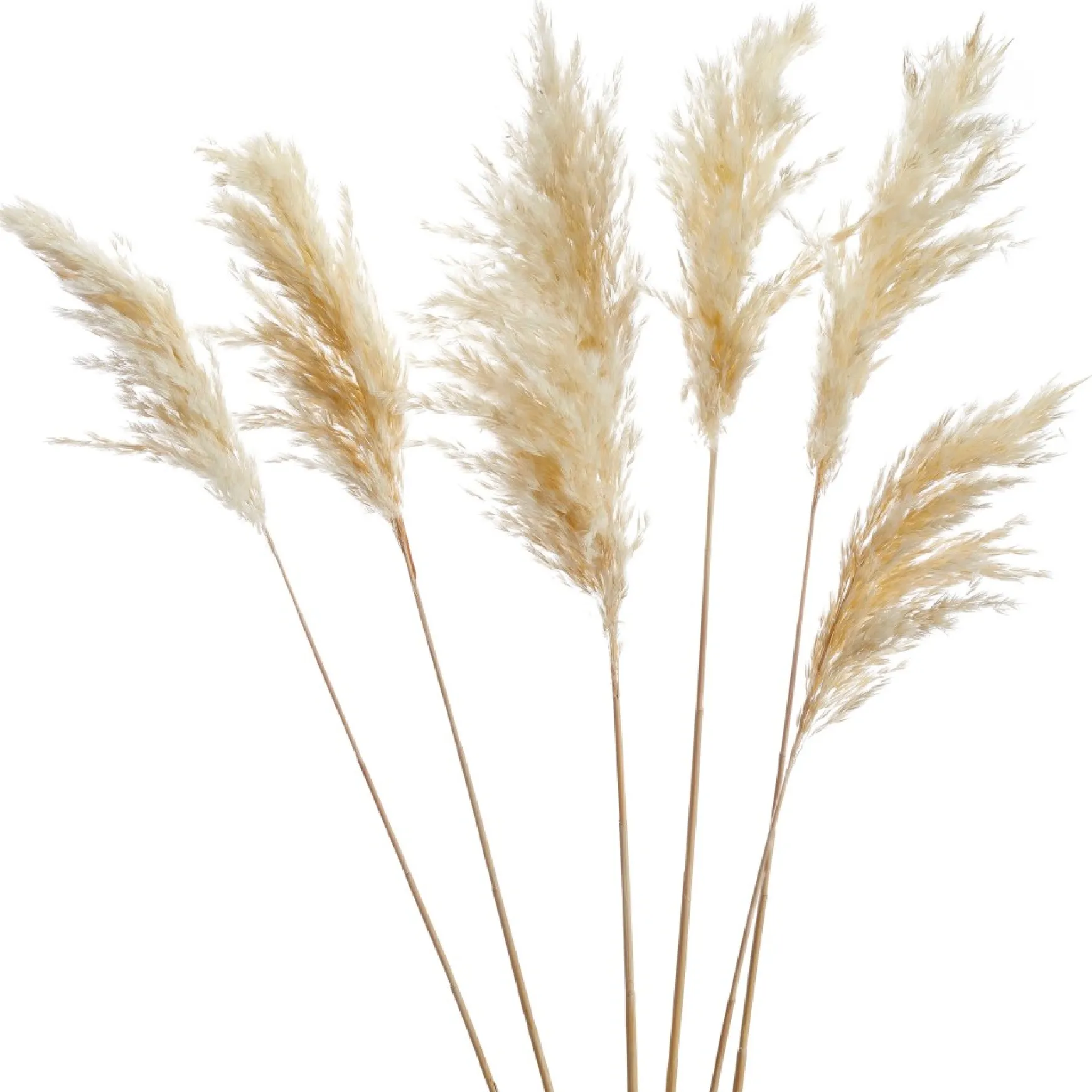 Dried Stems & Flowers*Gift Craft White Pampas Steams - 28"